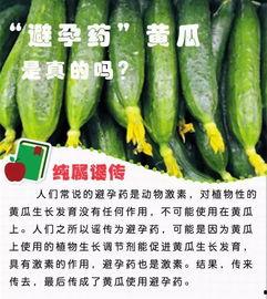 吊瓶吃瓜,揭秘“吊瓶吃瓜”的独特魅力