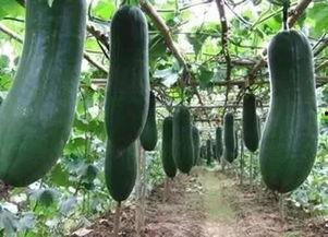 二瓜吃瓜的自频道