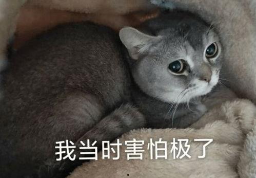 去群里吃瓜不,一场别开生面的“吃瓜”盛宴