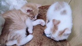 小猫儿吃瓜了,瓜果世界的新奇体验