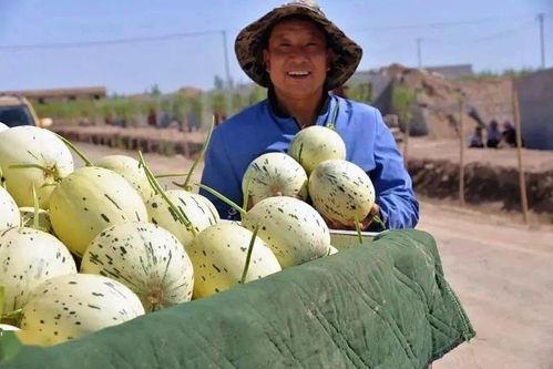 瓜州县吃瓜,瓜果飘香，美食之旅