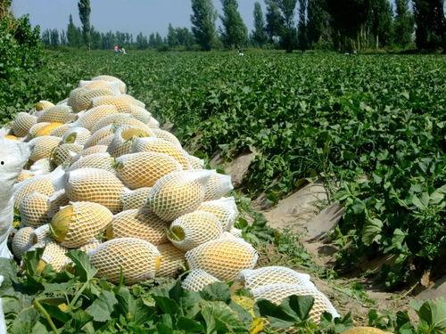 瓜州县吃瓜,瓜果飘香，美食之旅