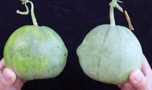 黄老板吃瓜,揭秘娱乐圈幕后真相