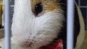 豚鼠吃瓜吗,探索它们对西瓜的喜爱