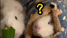 豚鼠吃瓜吗,探索它们对西瓜的喜爱