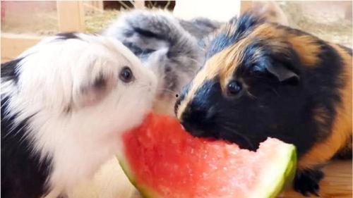 豚鼠吃瓜吗,探索它们对西瓜的喜爱