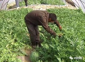 吃瓜群众进瓜棚,一场甜蜜的田园之旅