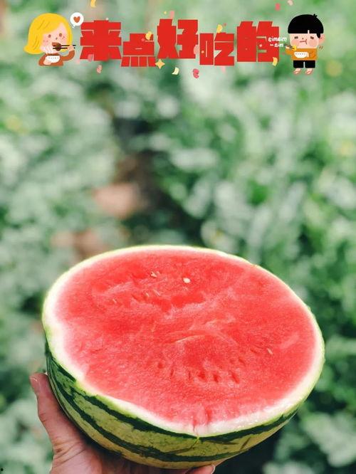 吃瓜群众进瓜棚,一场甜蜜的田园之旅