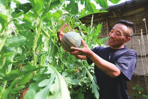 贵妃吃瓜顶点网,揭秘宫廷中的娱乐盛宴