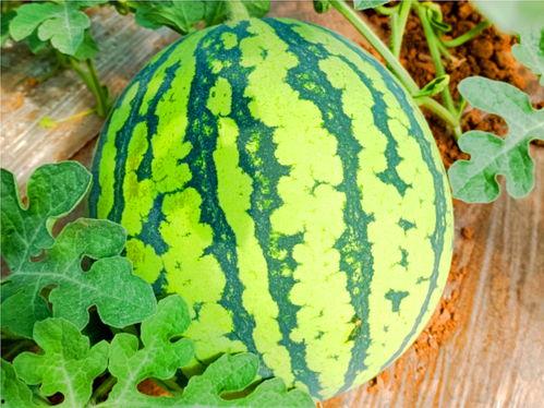 贵妃吃瓜顶点网,揭秘宫廷中的娱乐盛宴