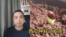 情侣吃瓜吵架视频,甜蜜瞬间变尴尬现场