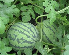 孕妇可以吃小方瓜吗,小方瓜的营养益处与食用建议