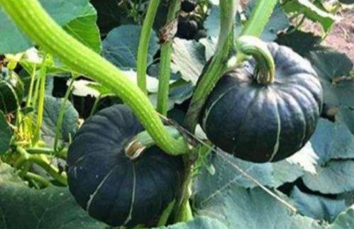 吃贝贝瓜肚子胀吗,贝贝瓜食用后肚子胀气？揭秘原因及应对方法