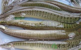 泥鳅鱼吃瓜吗,奇特的饮食习惯，竟然也吃瓜？